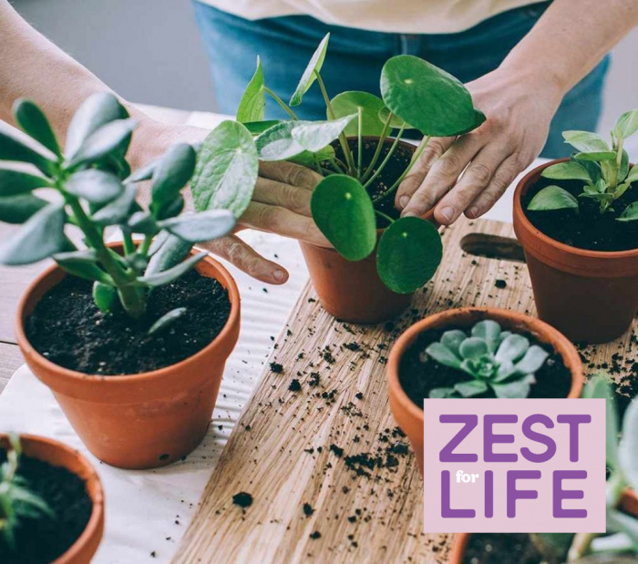 Image for Beginner's Guide to Indoor Plants - Zest for Life