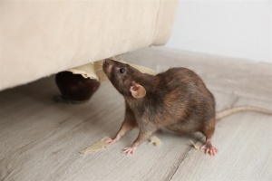Rat near furniture